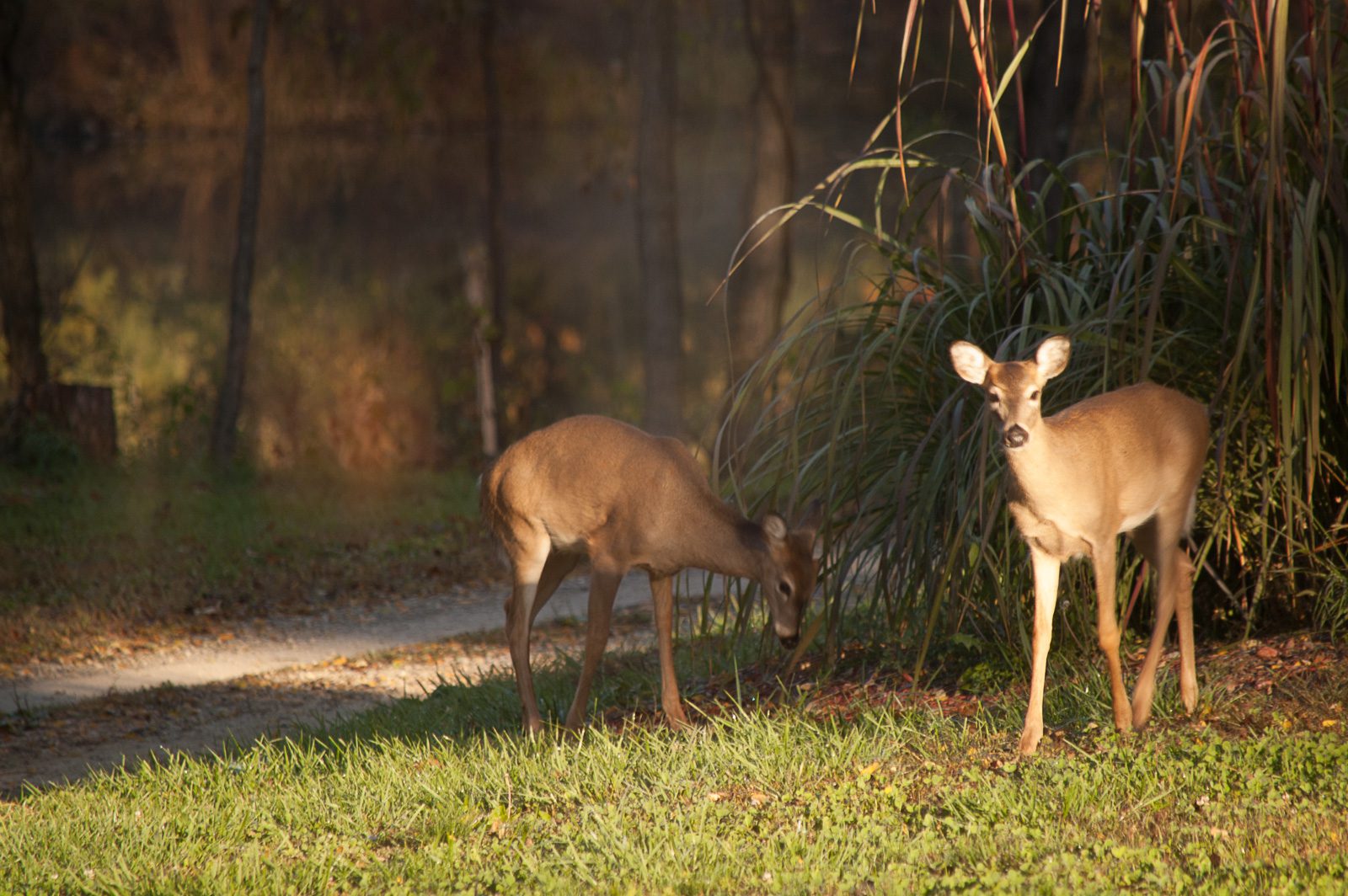wo wild white-tailed deer grazing on a sunny green lawn next to a tall ornamental grass bush and a gravel path, with a private lake visible in the background at Circle O Lodge in Marceline, Missouri.