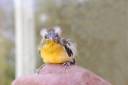 Yellow Bird