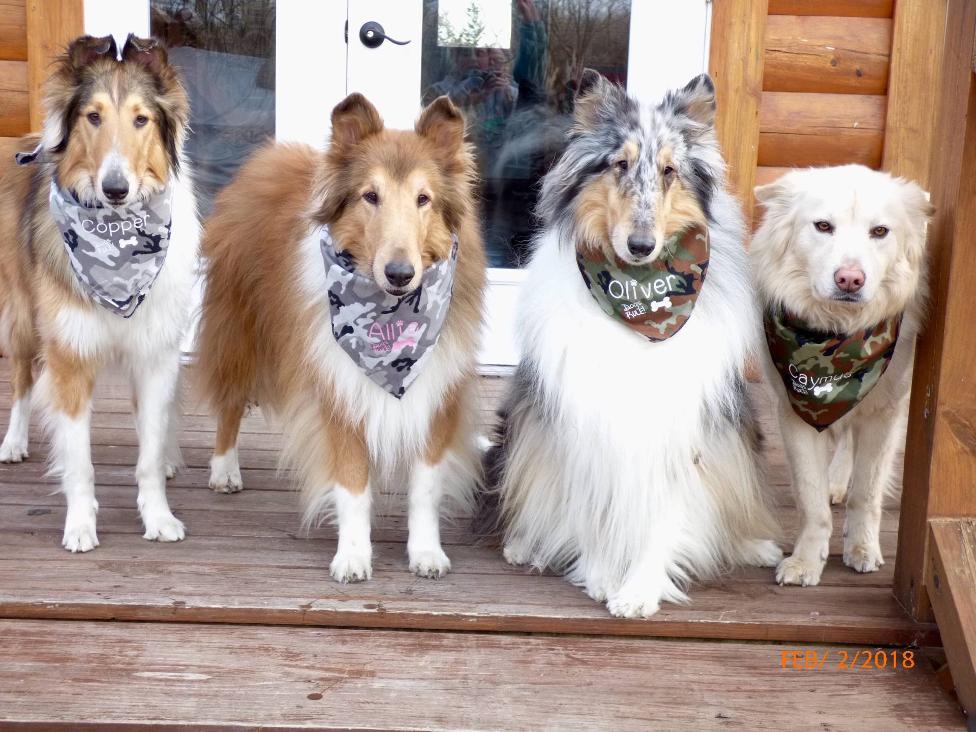 Four beautiful guest dogs wearing personalized bandanas sitting together on the wooden cabin porch at Circle O Lodge in Marceline Missouri.