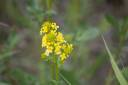 Flowers_1