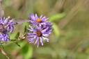 Flower purple2013_3